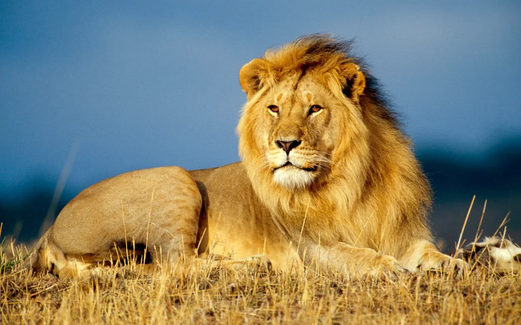 AFRICAN LION