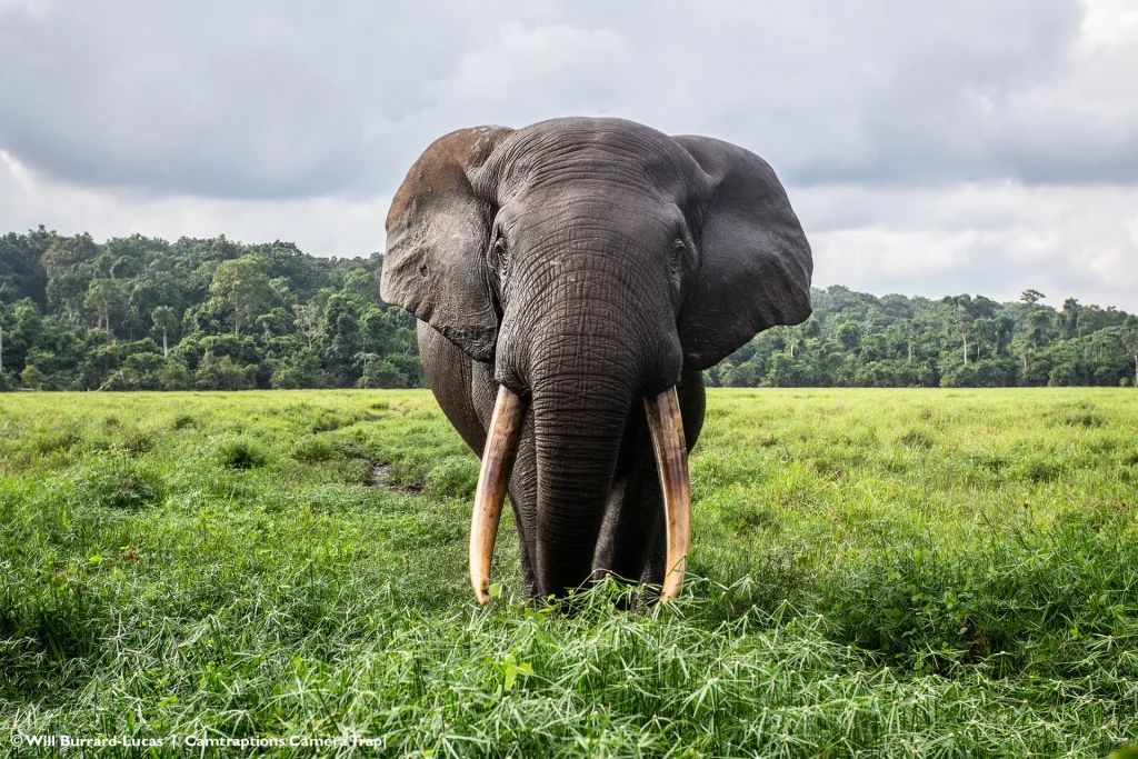 African Elephant