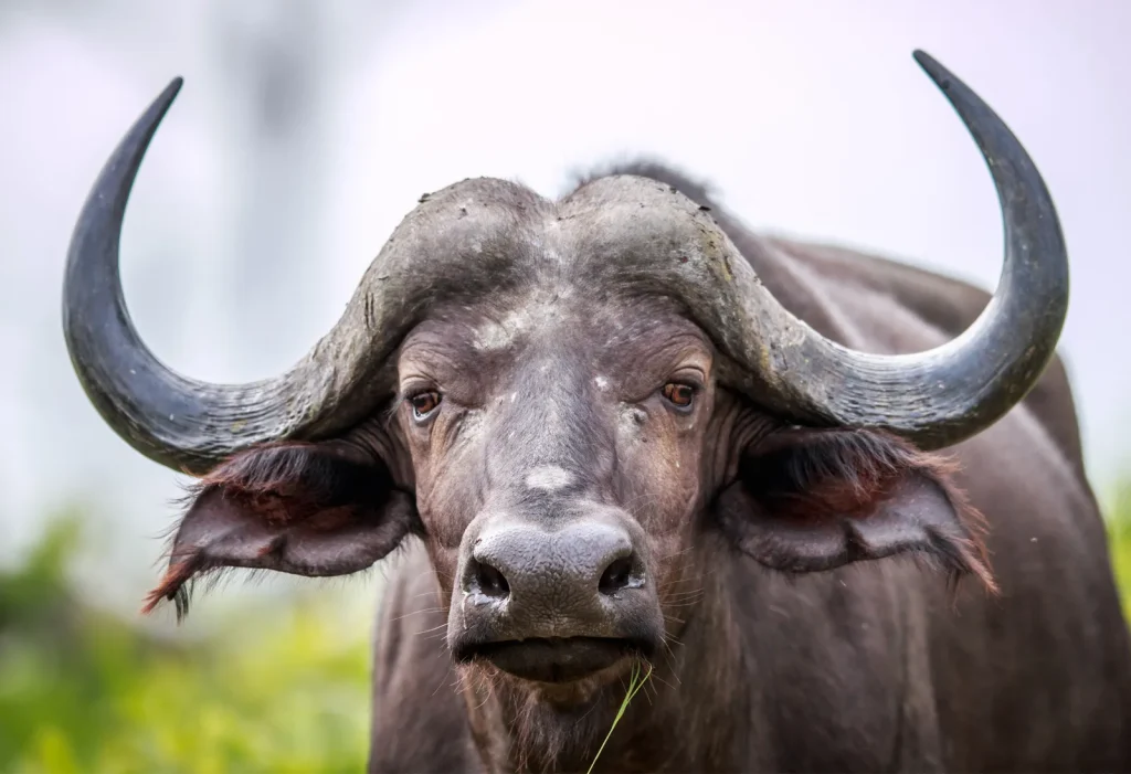 CAPE BUFFALO