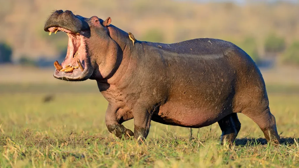 HIPPOPOTAMUS