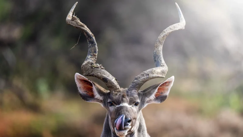 Kudu
