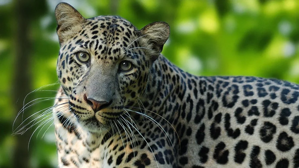 LEOPARD