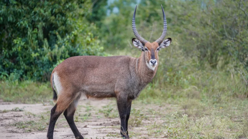 Waterbuck